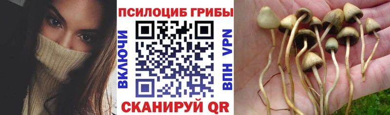 купить  цена  мориарти наркотические препараты  Псилоцибиновые грибы мухоморы  Балей  OMG зеркало 